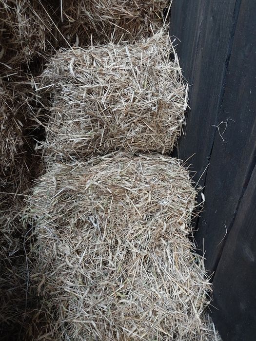 Siano sloma w snopkach polska kostka