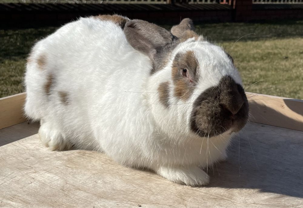 Królik - srokacz madagaskar