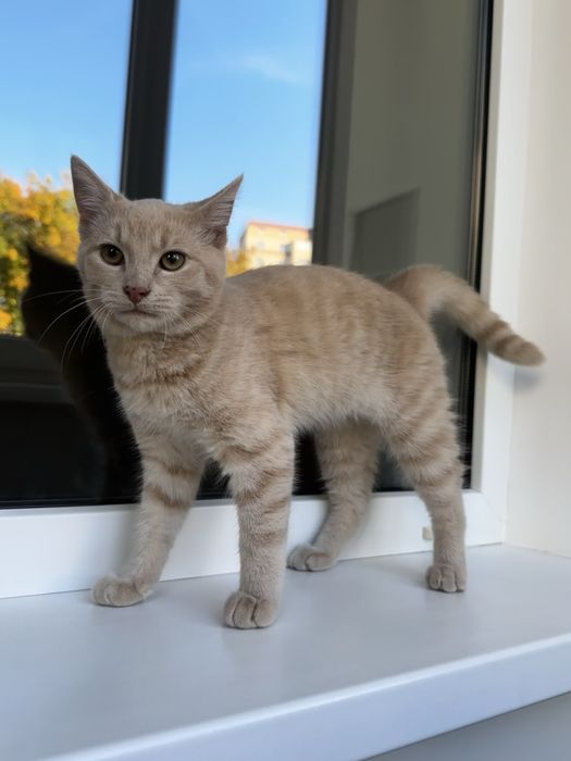 Прилаштовується котик