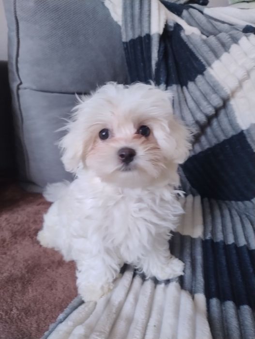 Мальтіпу Ф1 дівчата