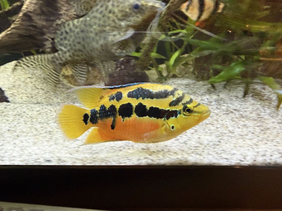 Pielęgnica Salvini samica 11cm