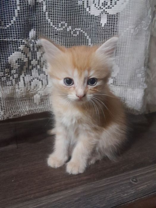 Котята бесплатно