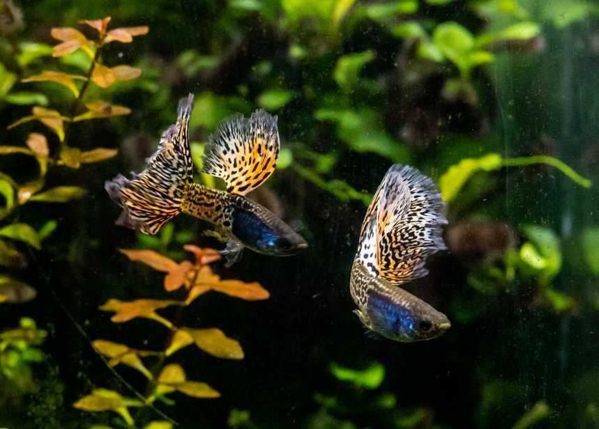 Najładniejsze rasowe Gupiki? Metal Rainbow Cobra Big Dorsal młoda para