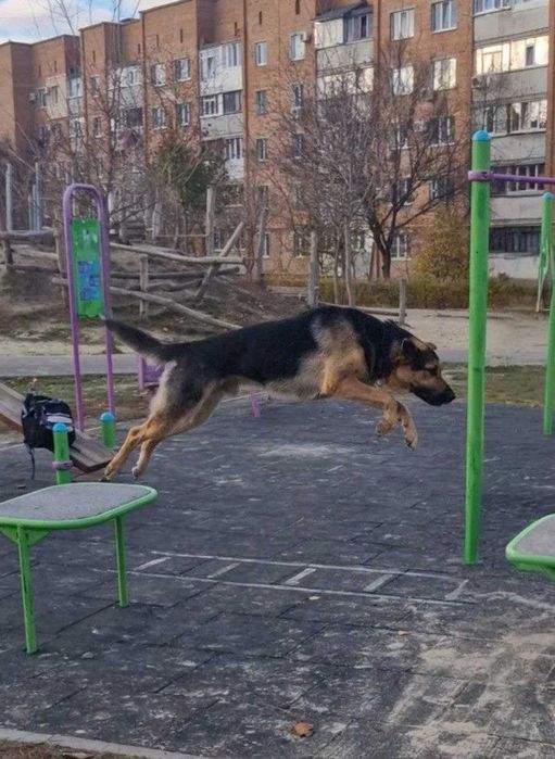 Кобель на злучку