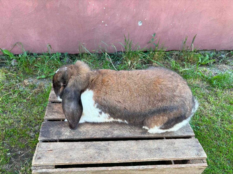 baran francuski madagaskarowy samice