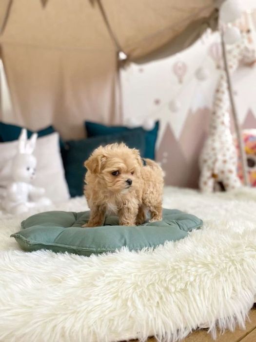 Цуценята Мальтипу — ідеальні для дому, душі та серця!