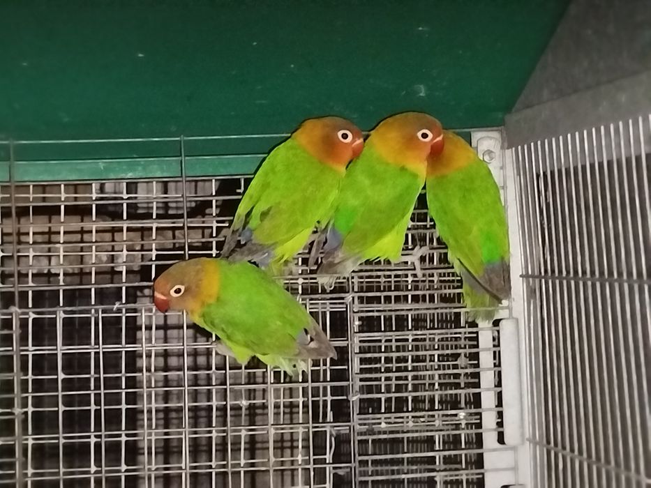 Agapórnis verdes