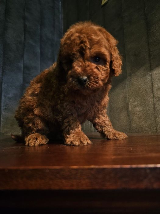 Caniche toy Red Braun