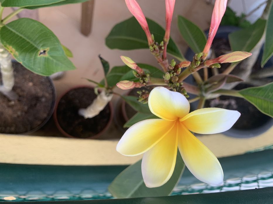 Plumérias (Frangipani) – Várias Cores de Flor