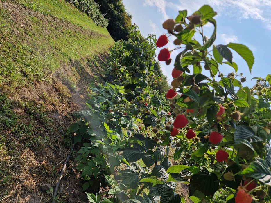 Sadzonki malin letnich i jesiennych, dowóz i wysyłka kurierem!!