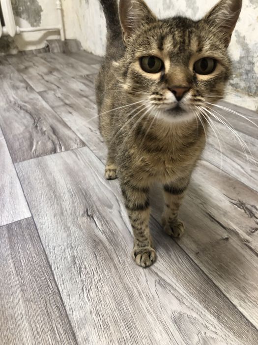 Кошка в добрые руки