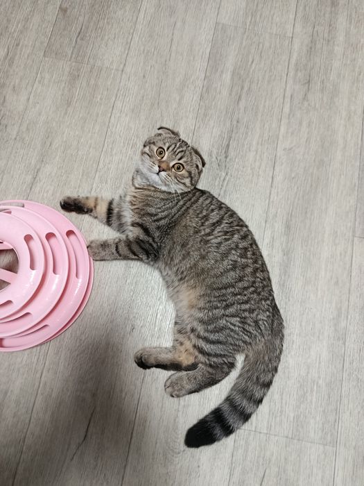 Котята шотландские вислоухие