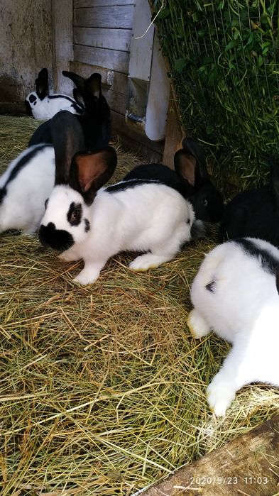 Німецький строкач.Продаж.Підбір пар.