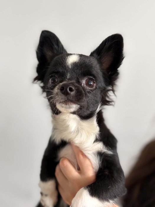 Pies rasowy chihuahua