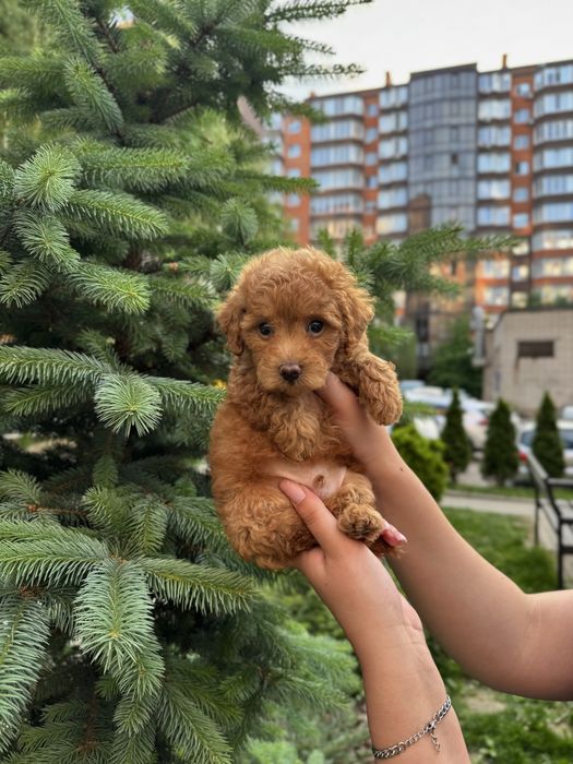 Ексклюзивні Мальтипу Ф1/Ф2