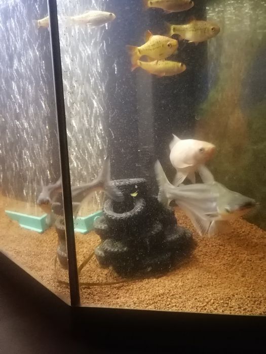 peixe para aquário
