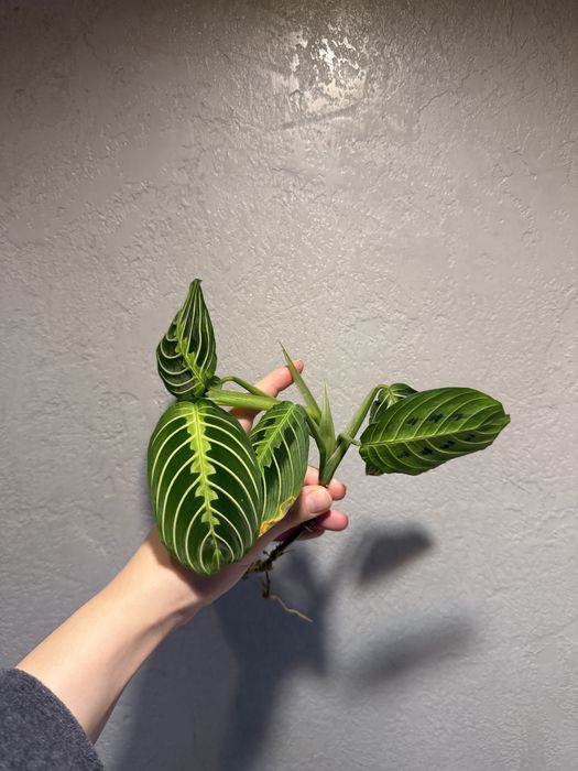 Сингоніум макрофілум, Пеперомія, маранта