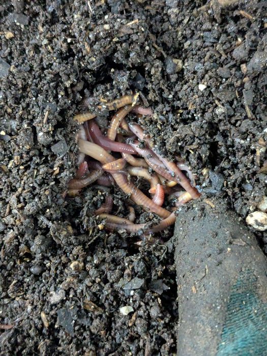 Minhocas p/vermicompostagem/composto/húmus