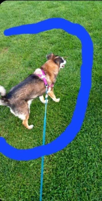 ZAGINĘŁA nieduża bura starsza suczka, NAGRODA!!