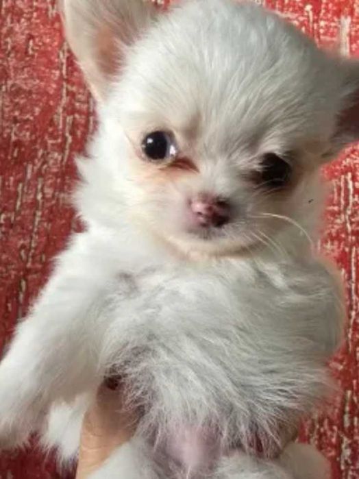 Chihuhua pais com lop