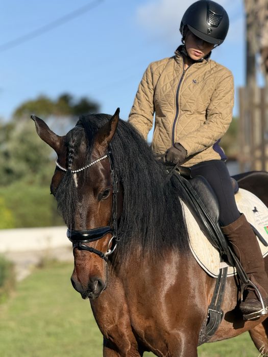 Lusitano Puro Filho Campeão Europeu Equitação de trabalho