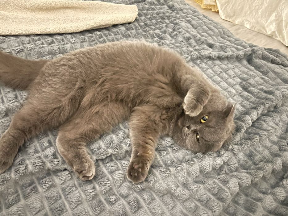 Отдам кошку в добрые руки, шотландская вислоухая