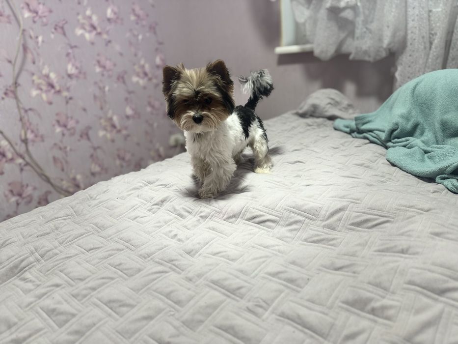 Вязка Хлопчик Бівер Йорк 2,5 роки, вага 2700/середній.Документів немає