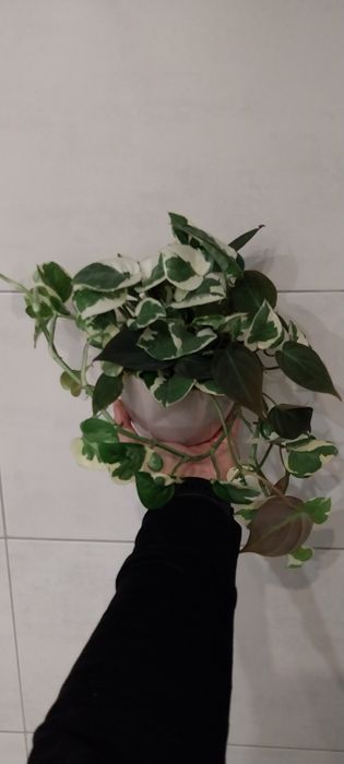 Sprzedam Monstera Scindapsus Peperomia Epipremnum