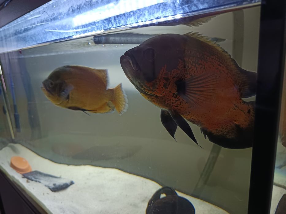 Casal Oscares 29/30cm (troca)