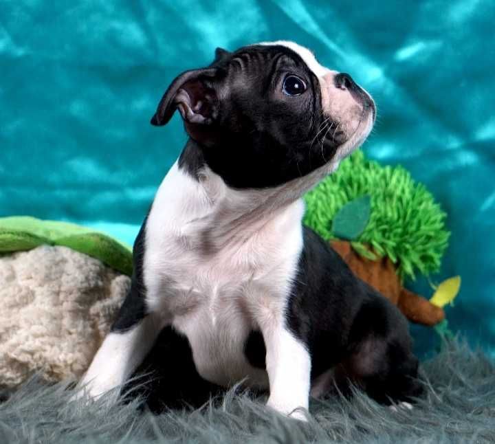 Boston terrier disponível