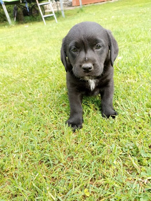 REZERWACJA !!! Oddam labradora,