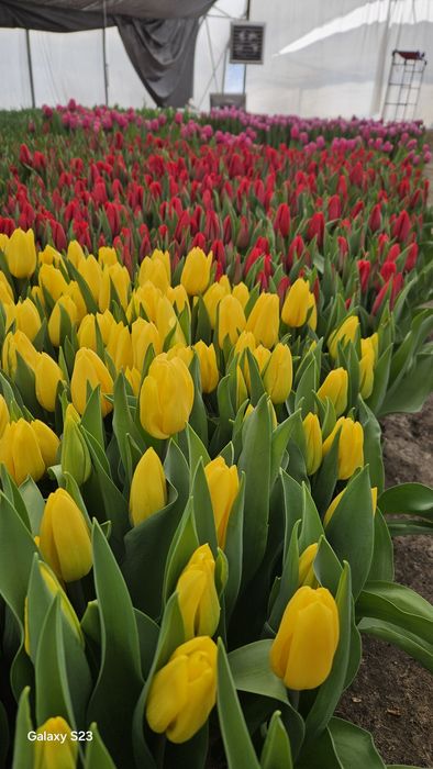 Тюльпани ГУРТ та РОЗДРІБ! Свіжий зріз, висока якість. Власна теплиця!