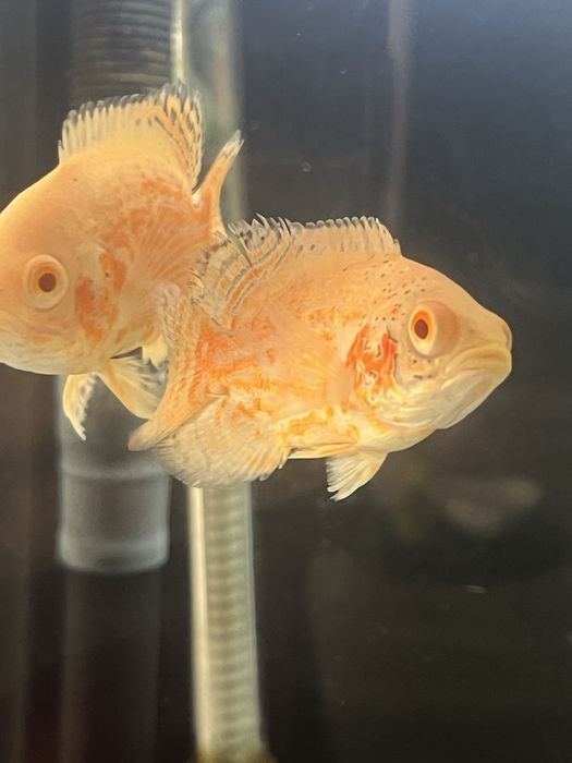 Oscar Red tiger/red Nemo/ red chilli GRADE A