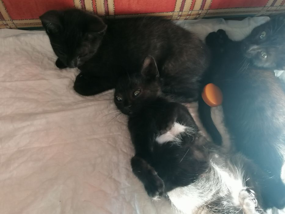 Oláááá...Somos lindos gatinhos, para adoção responsável, com carinho.