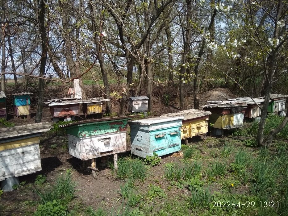 Продам бджолосім'ї та пакети