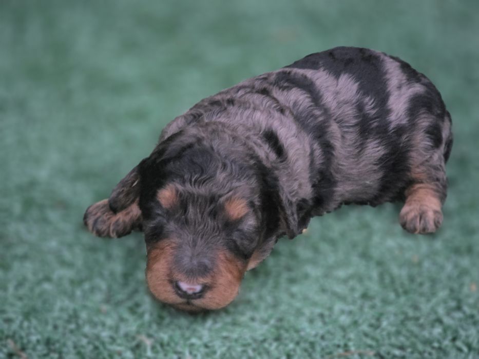 Suczka pudel miniaturowy merle tricolor  z rodowodem