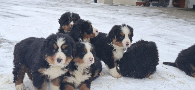 Berneński pies pasterski z metryką