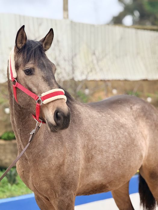 Young Lusitano Horses