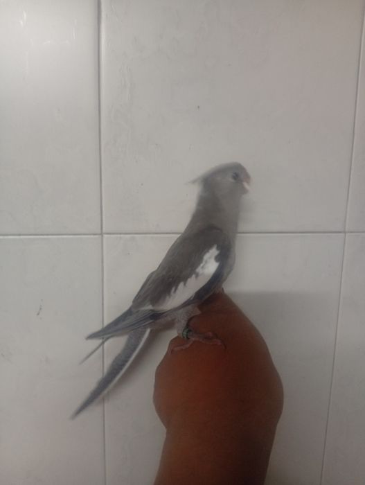 Aves domesticadas