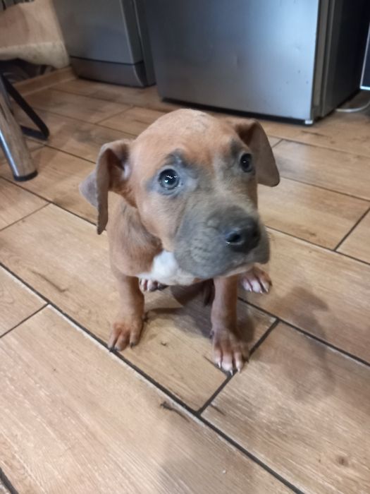 Стафорширський терьер