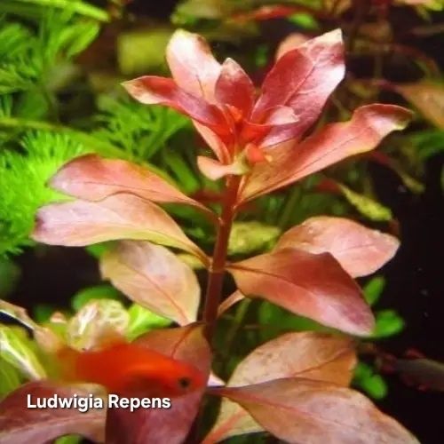 Pack Plantas Aquário - 6 espécies (Vermelho e Rosa)