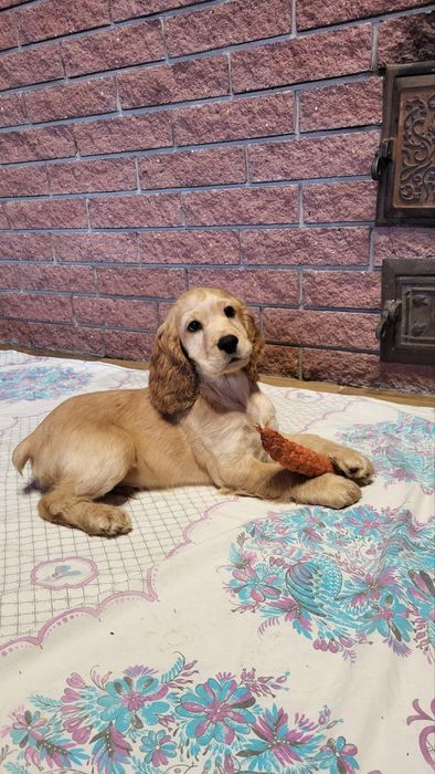 цуценята Кокер-спанієль! грайливі і люблючі)