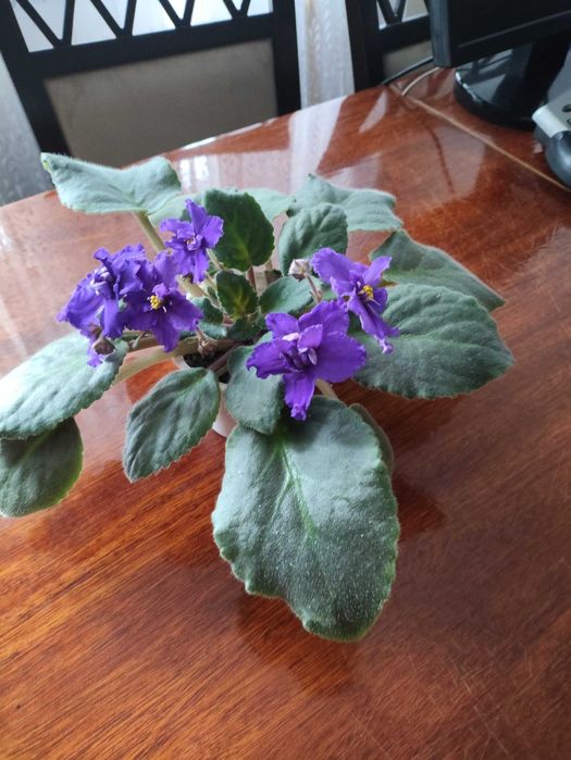 Квітучі сенполії (фіалки)