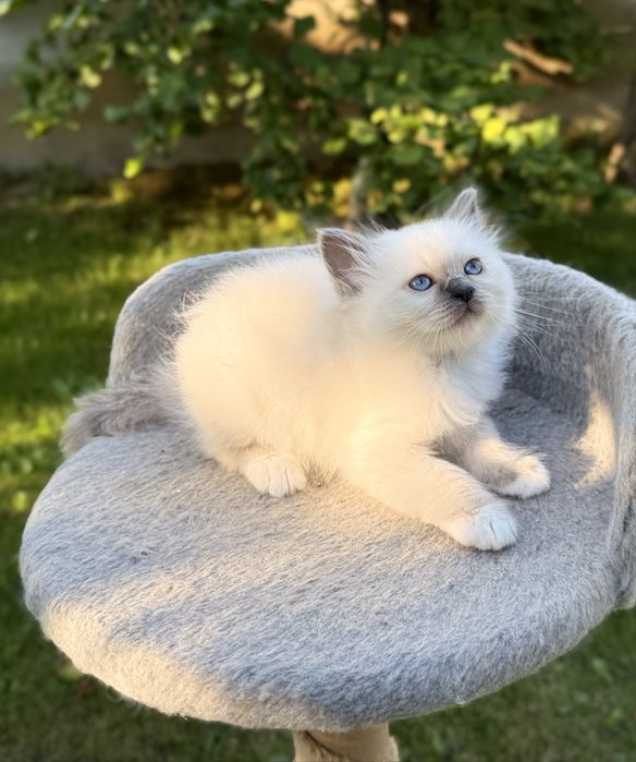 Кошенята Священна Бірма