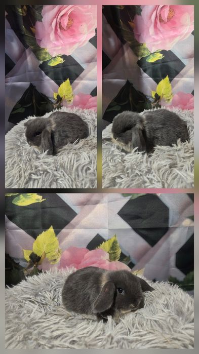 Karzełki Mini Lopki