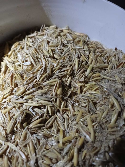 Ściółka dla drobiu , koni , bydła . Ilości całosamochodowe .