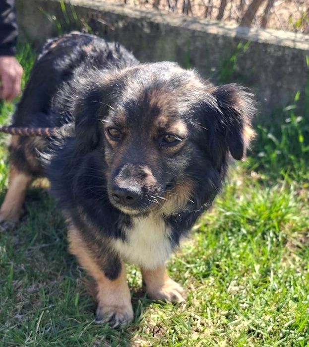 Suczka do adopcji MISIA