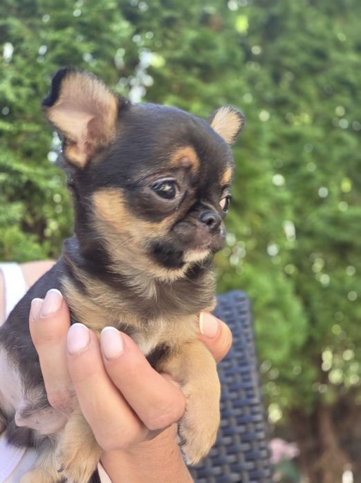 Malenki mini  piesek chihuahua