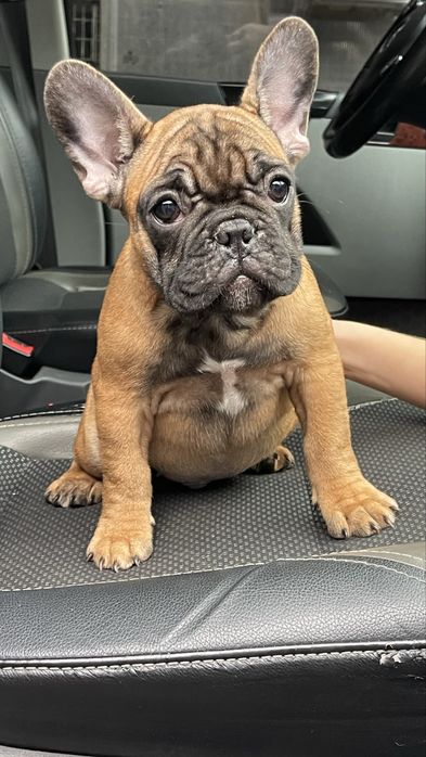Прекрасне цуценя французького бульдога шукає господарів!