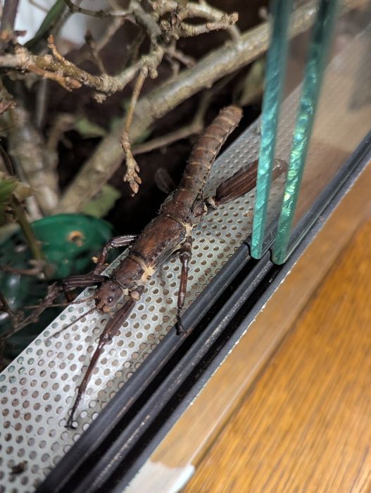 Straszyk olbrzymi i ,nowogwinejski